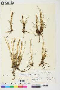 Carex aquatilis var. stans image