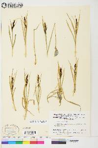 Carex aquatilis var. stans image