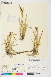 Carex aquatilis var. stans image