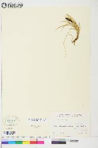 Carex aquatilis var. stans image