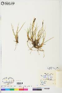 Carex aquatilis var. stans image