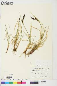 Carex aquatilis var. stans image