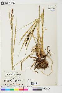 Carex aquatilis var. stans image