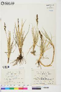 Carex aquatilis var. stans image