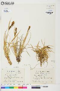 Carex aquatilis var. stans image