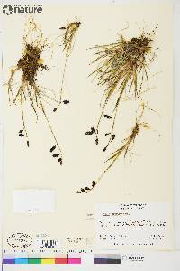 Carex atrofusca image