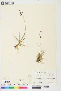 Carex atrofusca image