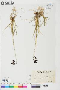 Carex atrofusca image