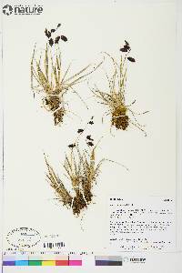 Carex atrofusca image