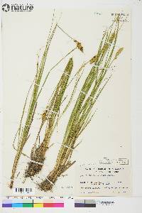 Carex arcta image