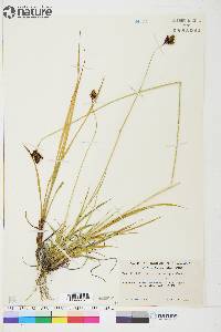 Carex atrosquama image