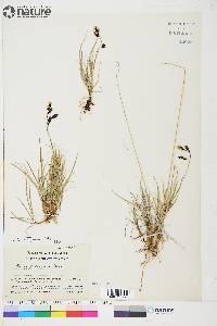 Carex atrofusca image