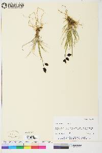 Carex atrofusca image