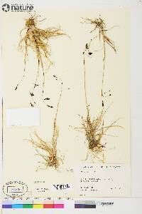 Carex atrofusca image