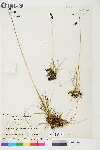 Carex atrofusca image