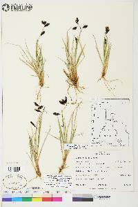 Carex atrofusca image