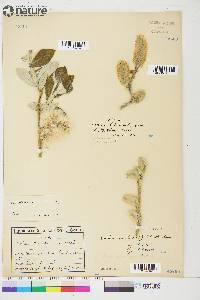 Salix alaxensis image