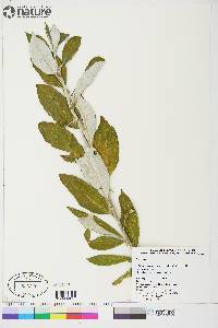 Salix alaxensis image