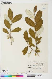 Salix alaxensis image