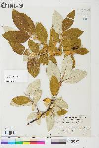 Salix alaxensis image