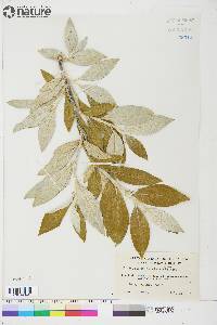 Salix alaxensis image