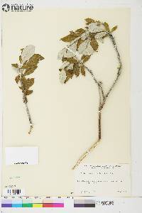 Salix alaxensis image