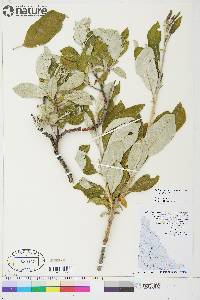 Salix alaxensis image