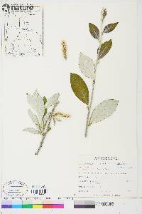 Salix alaxensis image