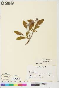 Salix alaxensis var. alaxensis image