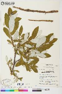 Salix alaxensis image