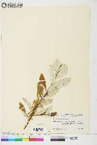 Salix longistylis image