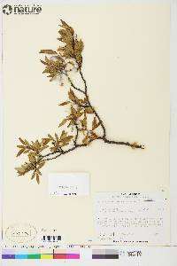 Salix arbusculoides image