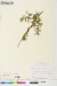 Salix arbusculoides image