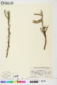 Salix longistylis image