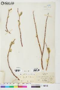 Salix longistylis image