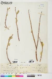 Salix longistylis image