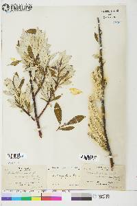 Salix longistylis image