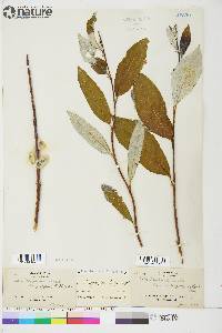 Salix longistylis image