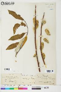 Salix longistylis image