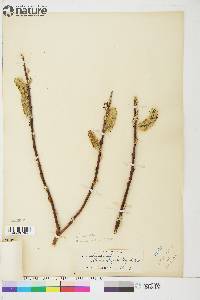 Salix alaxensis var. longistylis image