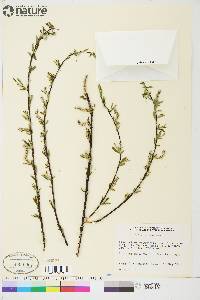 Salix arbusculoides image