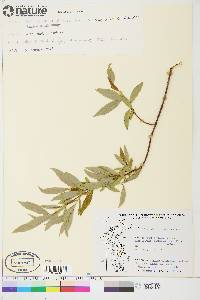 Salix arbusculoides image