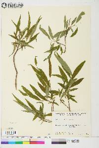 Salix arbusculoides image