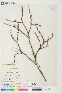 Salix arbusculoides image