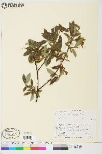 Salix arbusculoides image