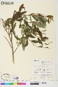 Salix arbusculoides image