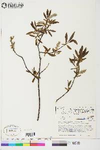 Salix arbusculoides image