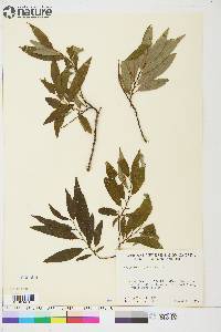 Salix arbusculoides image