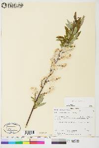 Salix arbusculoides image