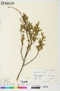 Salix arbusculoides image